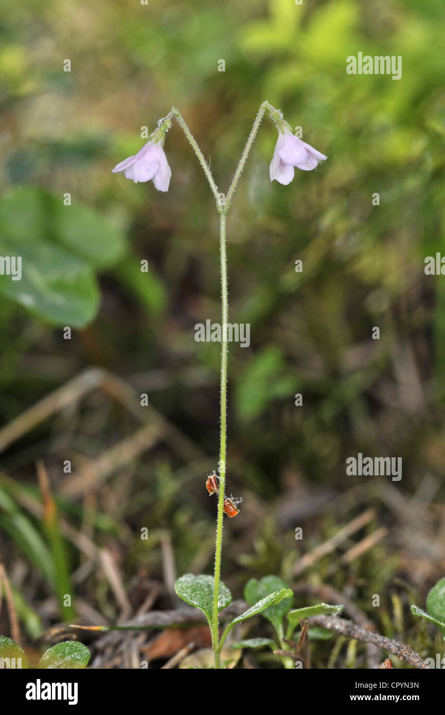 TWINFLOWER Linnaea borealis (Caprifoliaceae) Stock Photo