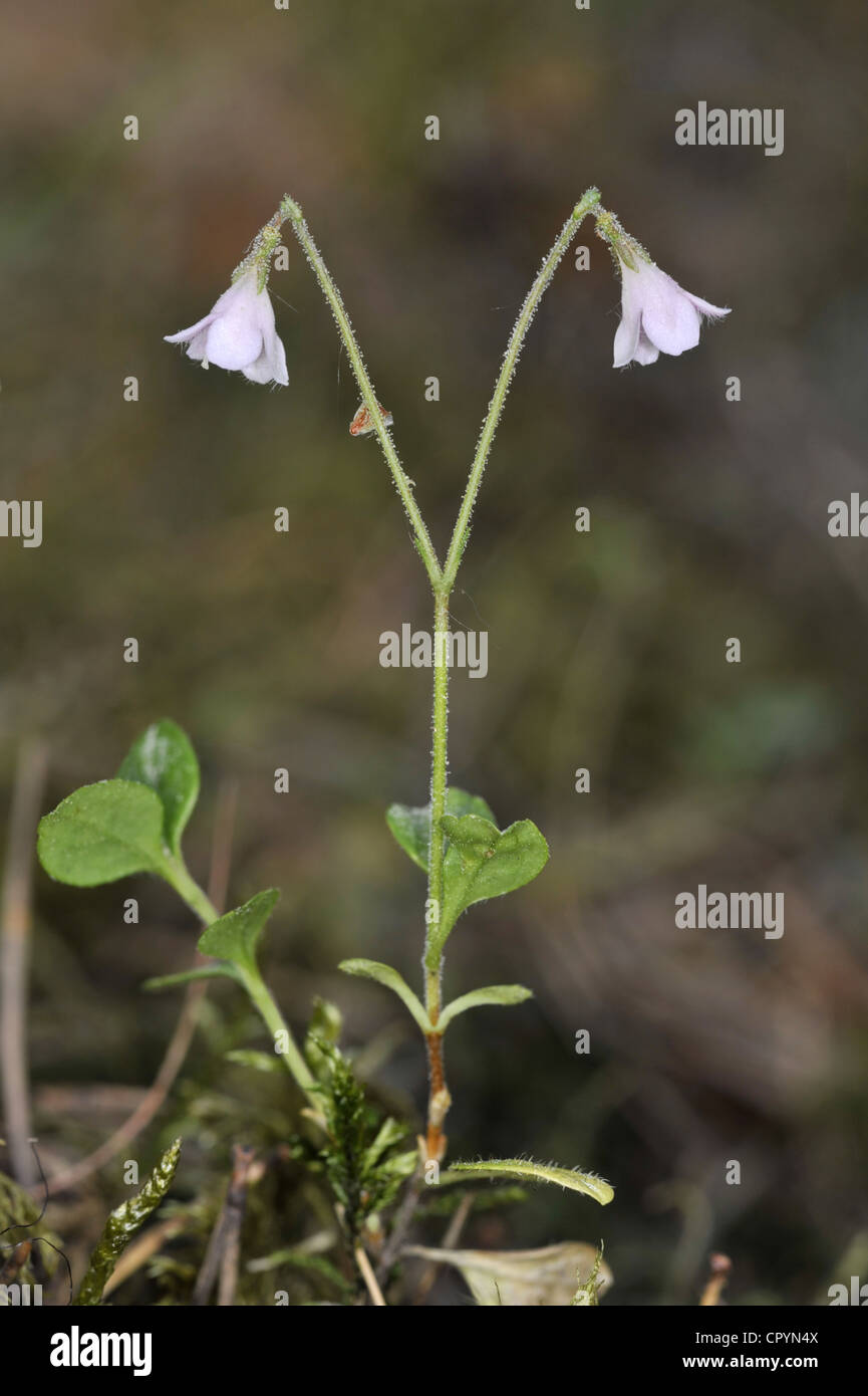 TWINFLOWER Linnaea borealis (Caprifoliaceae) Stock Photo