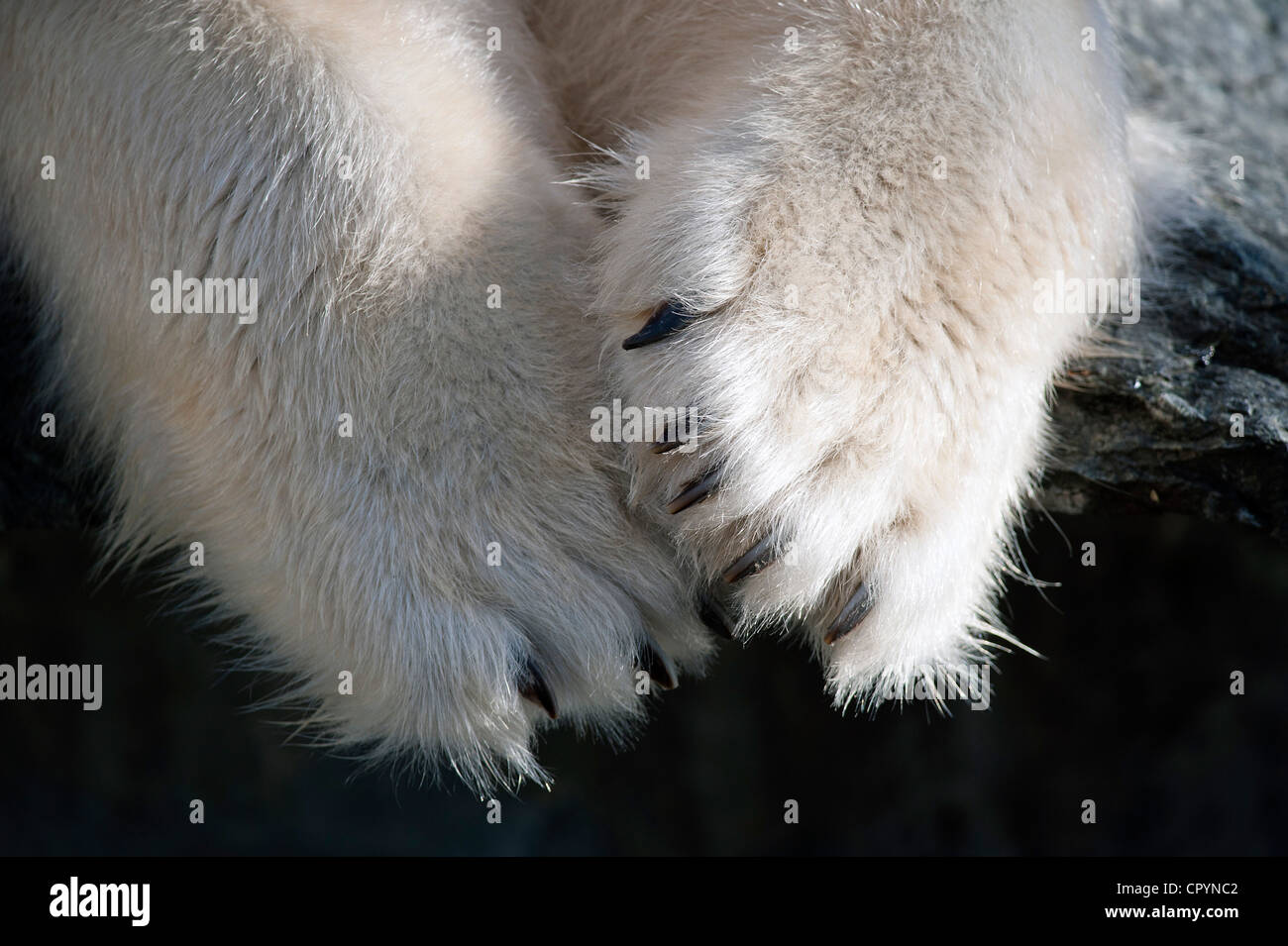 Paws and claws, Polar Bear (Ursus maritimus), Wilhelma, Stuttgart, Germany, Europe Stock Photo