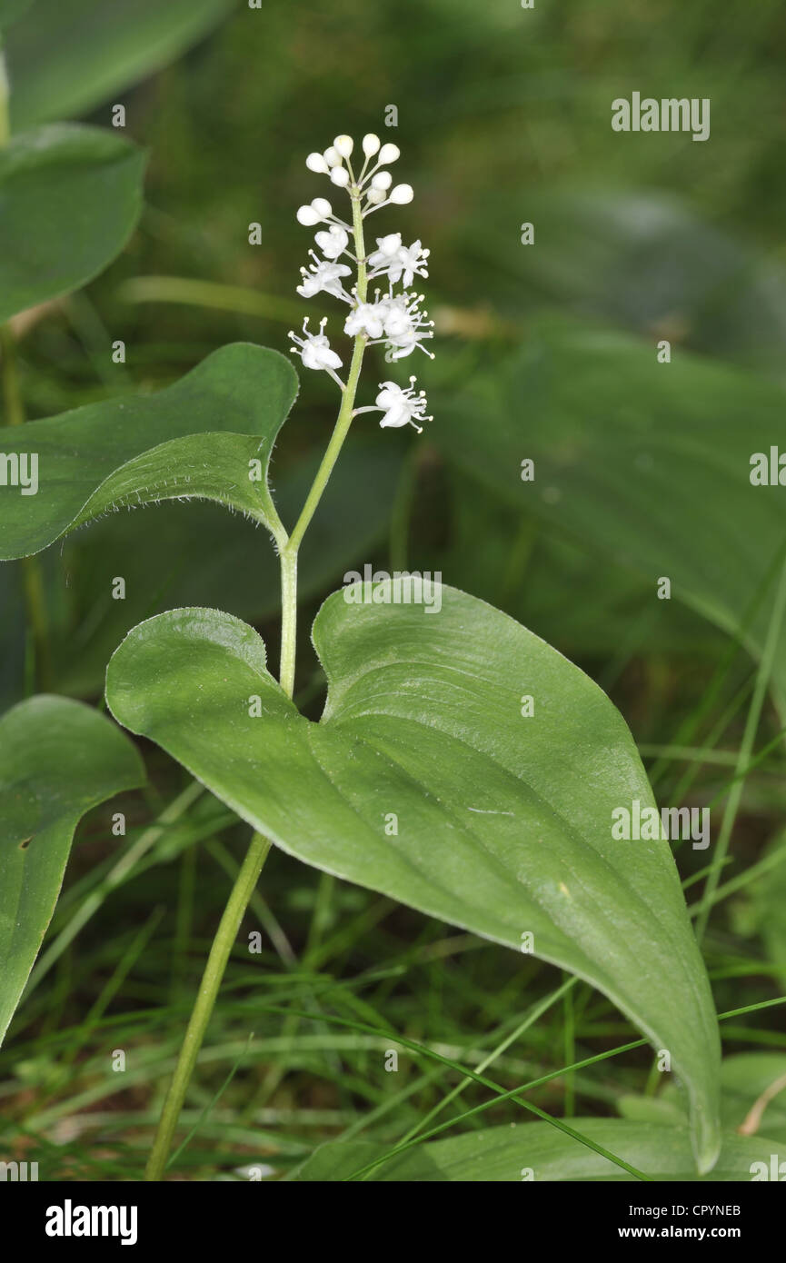 MAY LILY Maianthemum bifolium (Liliaceae) Stock Photo