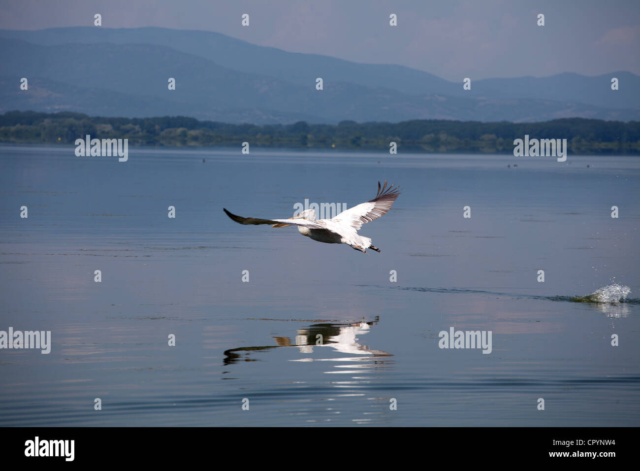 bird flying at Kerkini lake,Greece Stock Photo