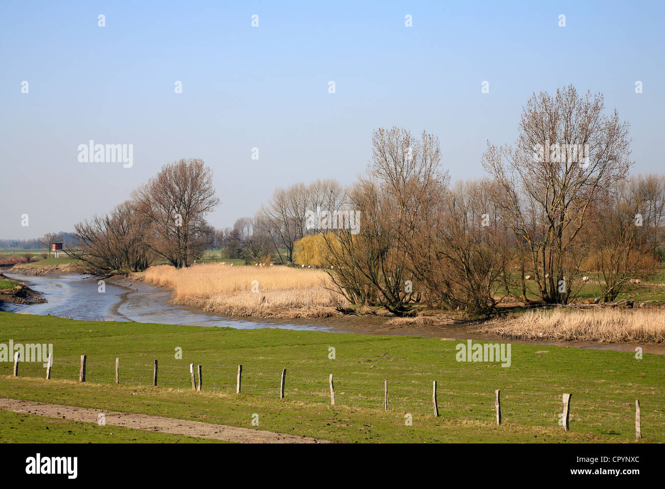 Marsh landscape, Naturschutzgebiet Haseldorfer Binnenelbe nature reserve, Haseldorfer Marsch