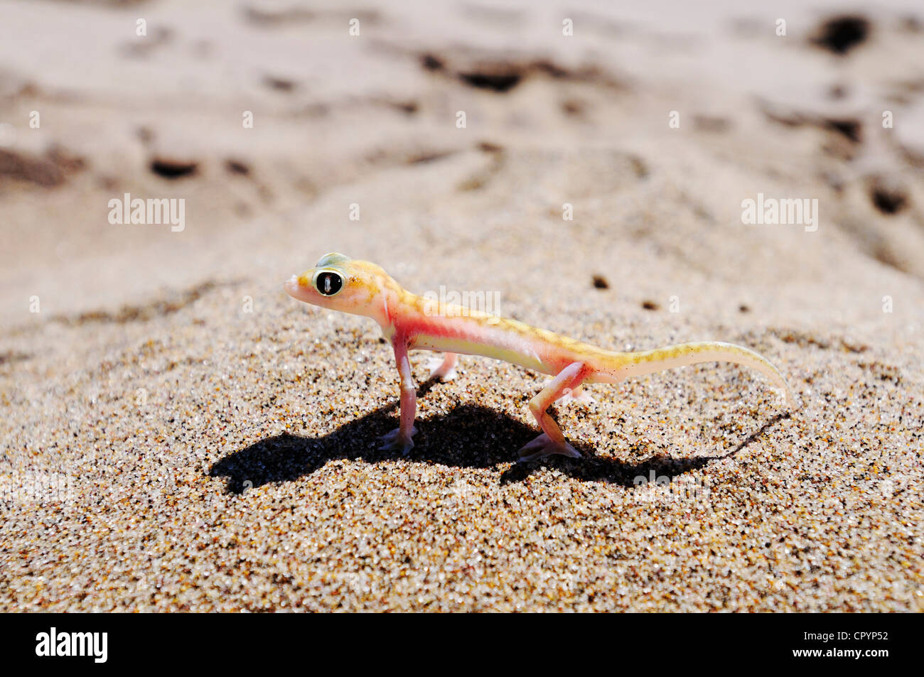 Web-footed gecko, Palmatogecko (Pachydactylus rangei),  National Park, part of the Namibian Skeleton Coast National Park Stock Photo