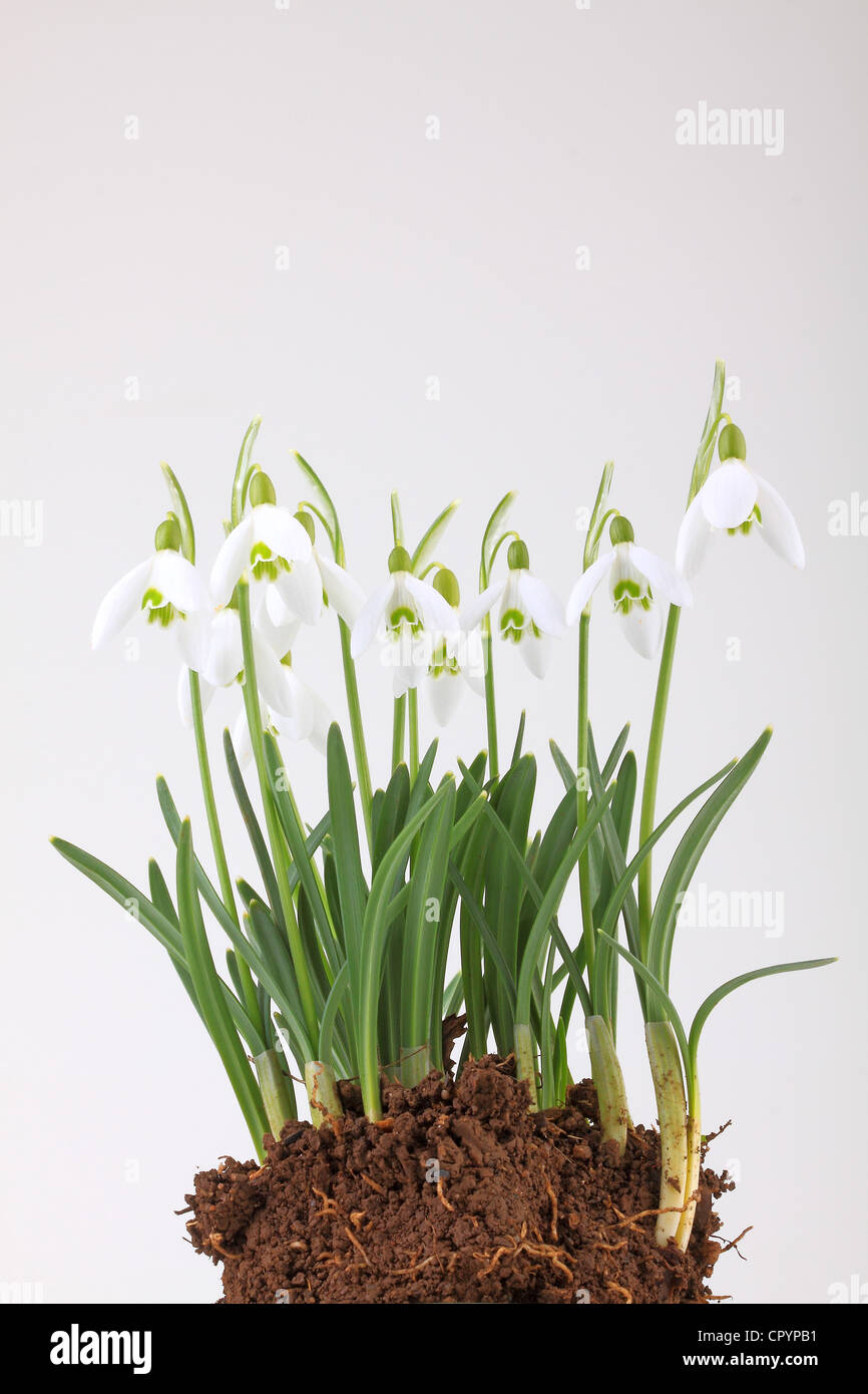 Snowdrop (Galanthus nivalis), with root ball Stock Photo