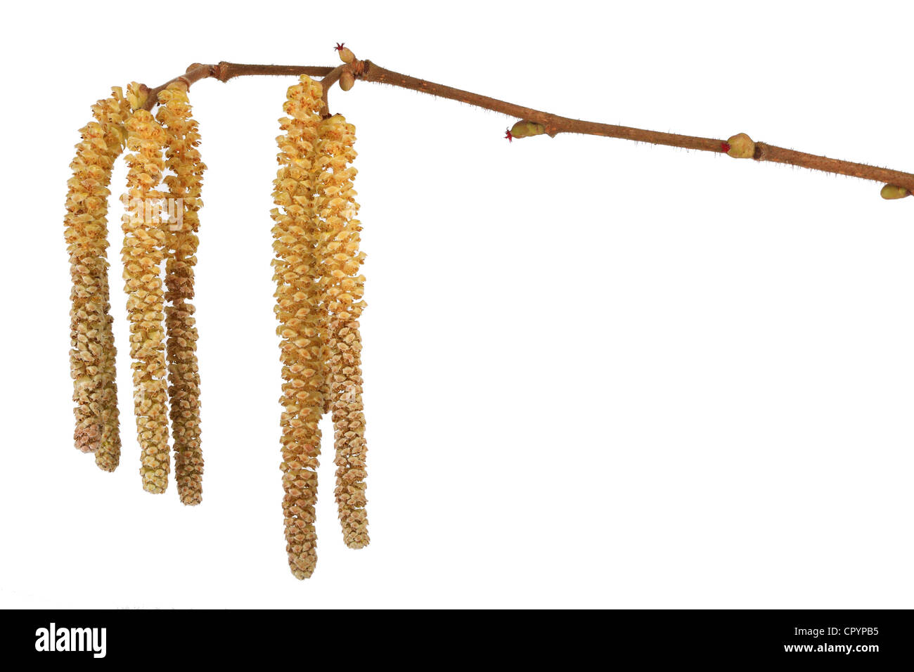 Hazel catkins (Corylus), male inflorescence and small red female flowers Stock Photo