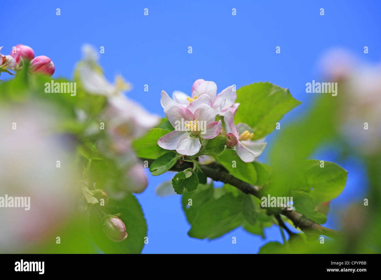 Apple blossoms (Malus) Stock Photo
