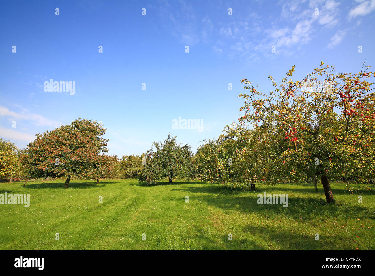 Meadow in autumn with scattered fruit trees, such as apple trees and pear trees Stock Photo