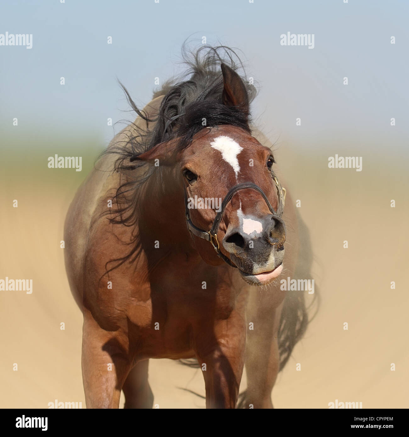 Лошадь бьет копытом о землю. Зачем лошадь кивает головой когда ест. Фризская лошадь рысь. Тулпар порода лошадей. Лошадь кивает головой тригонометрия.