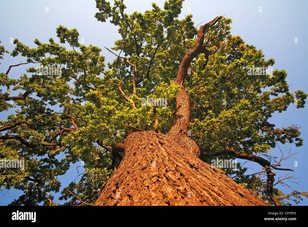 Old oak tree (Quercus robur), worm's-eye view Stock Photo