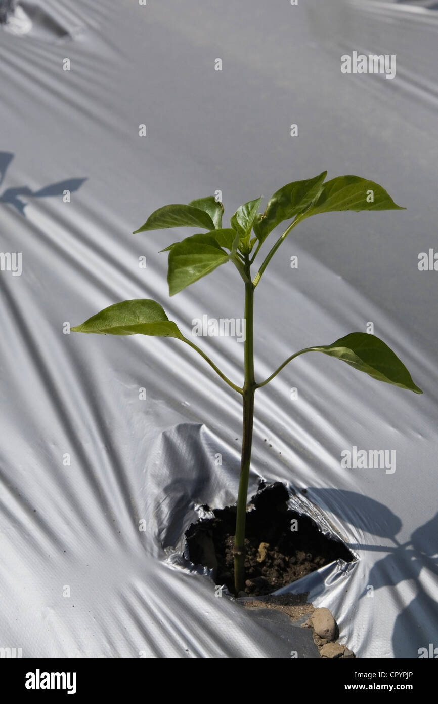 Young plant growing through the protective sheeting in an agricultural field at springtime, Quebec, Canada Stock Photo