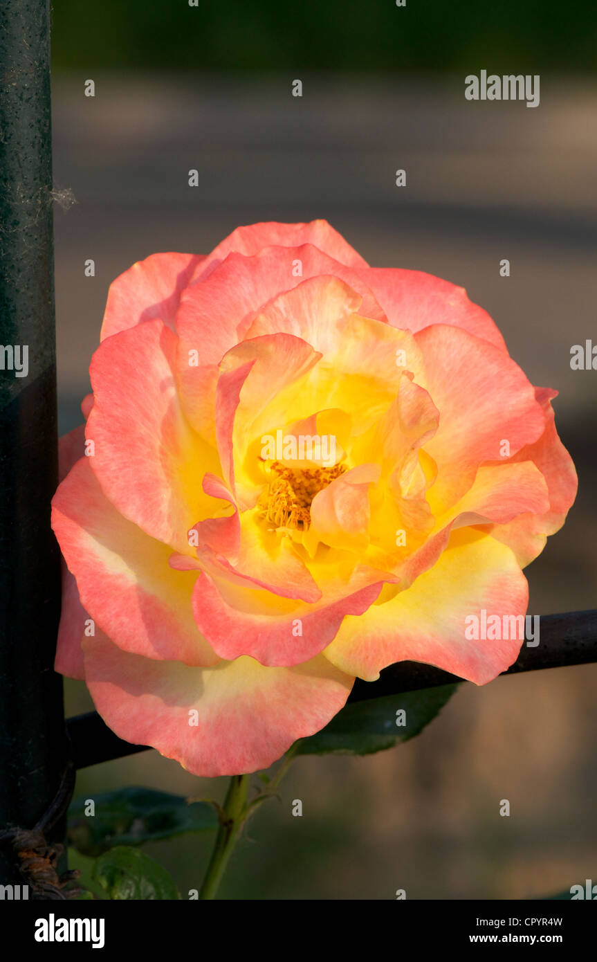 Chinese Rose Flower bloomed in a spring garden Stock Photo Alamy
