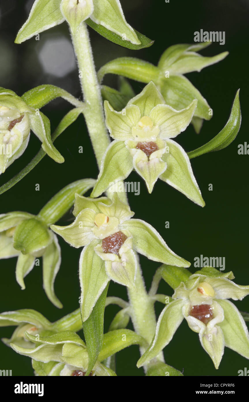 NARROW-LIPPED HELLEBORINE Epipactis leptochila (Orchidaceae) Stock Photo