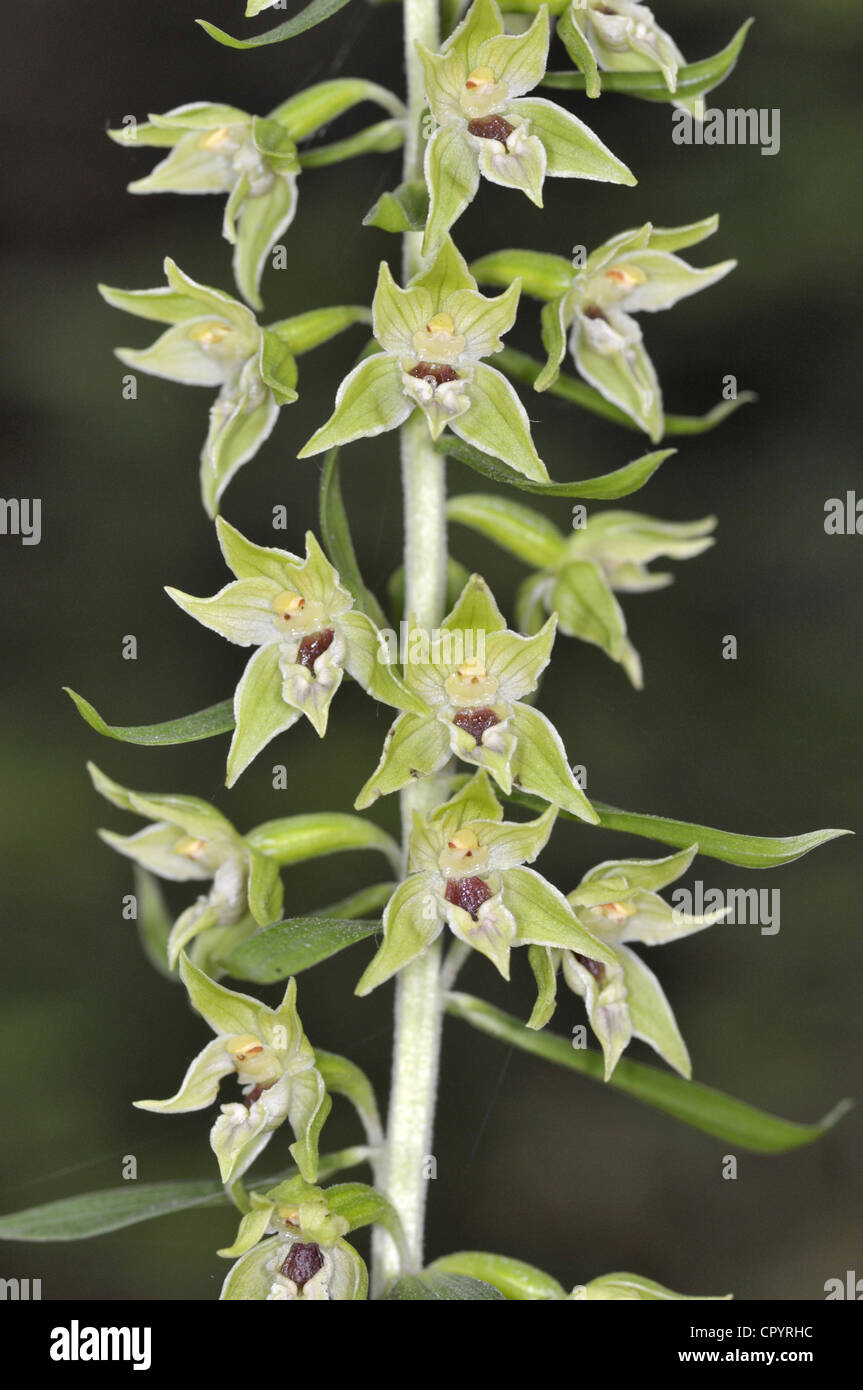 NARROW-LIPPED HELLEBORINE Epipactis leptochila (Orchidaceae) Stock Photo