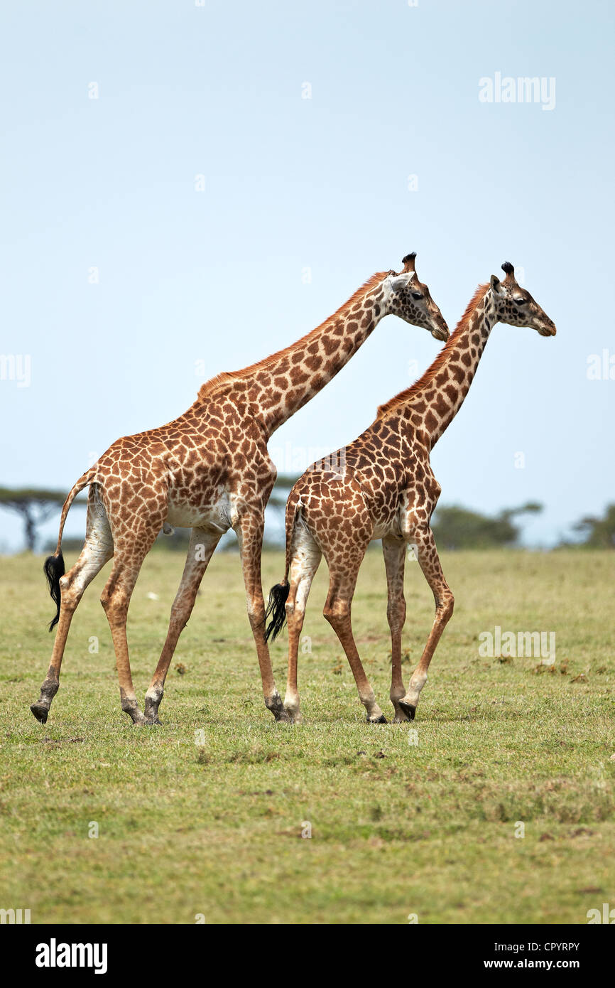 Serengeti giraffes hi-res stock photography and images - Alamy