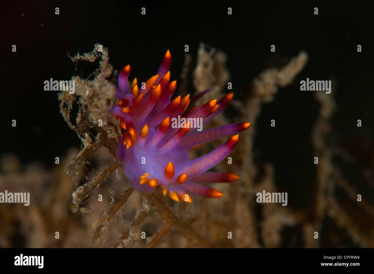 Flabellina rubrolineata nudibranc in the Lembeh Straits of Indonesia Stock Photo