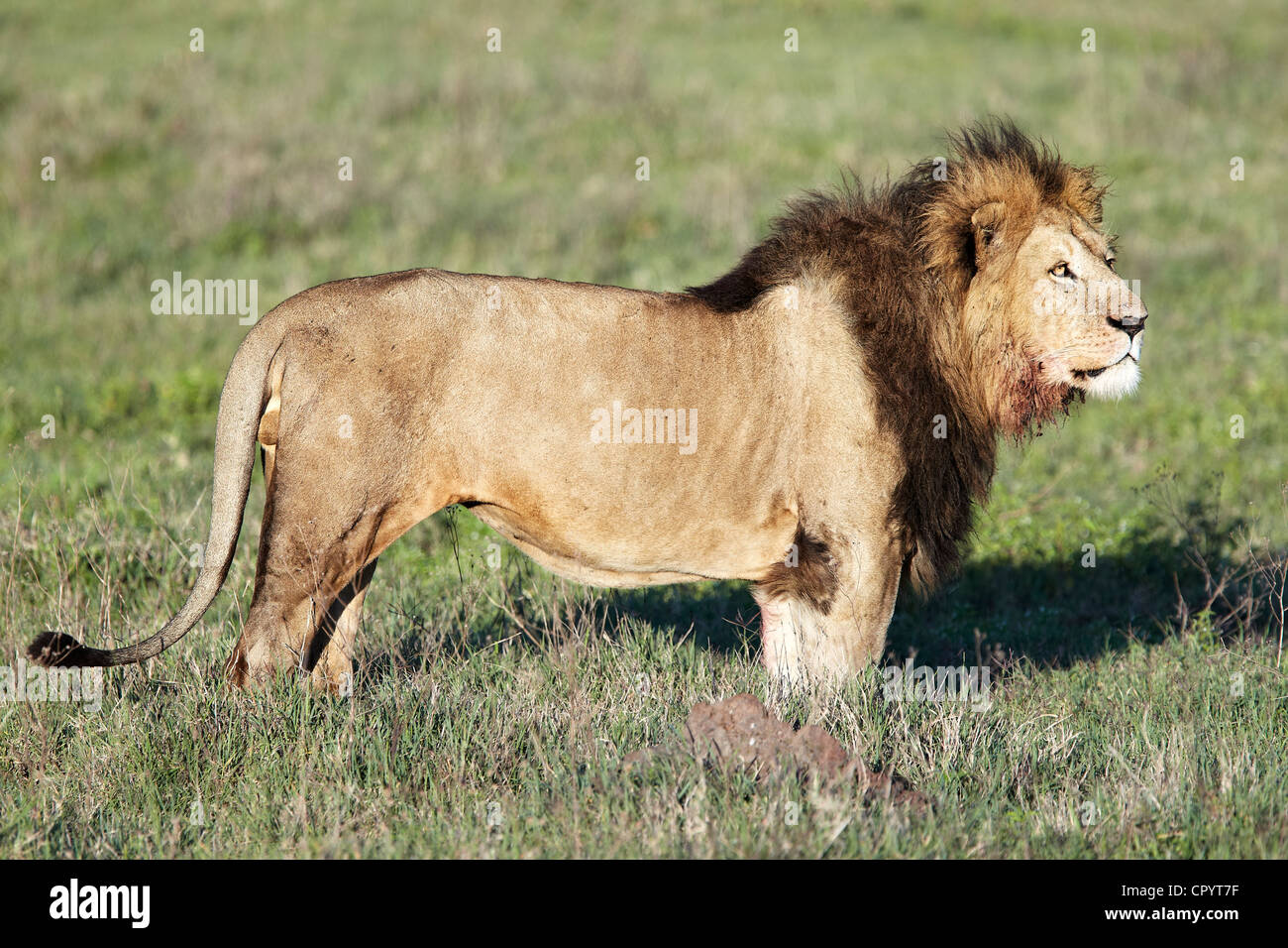 Lion (Panthera leo), Ngorongoro Crater, Ngorongoro Conservation Area, Tanzania, Africa Stock Photo