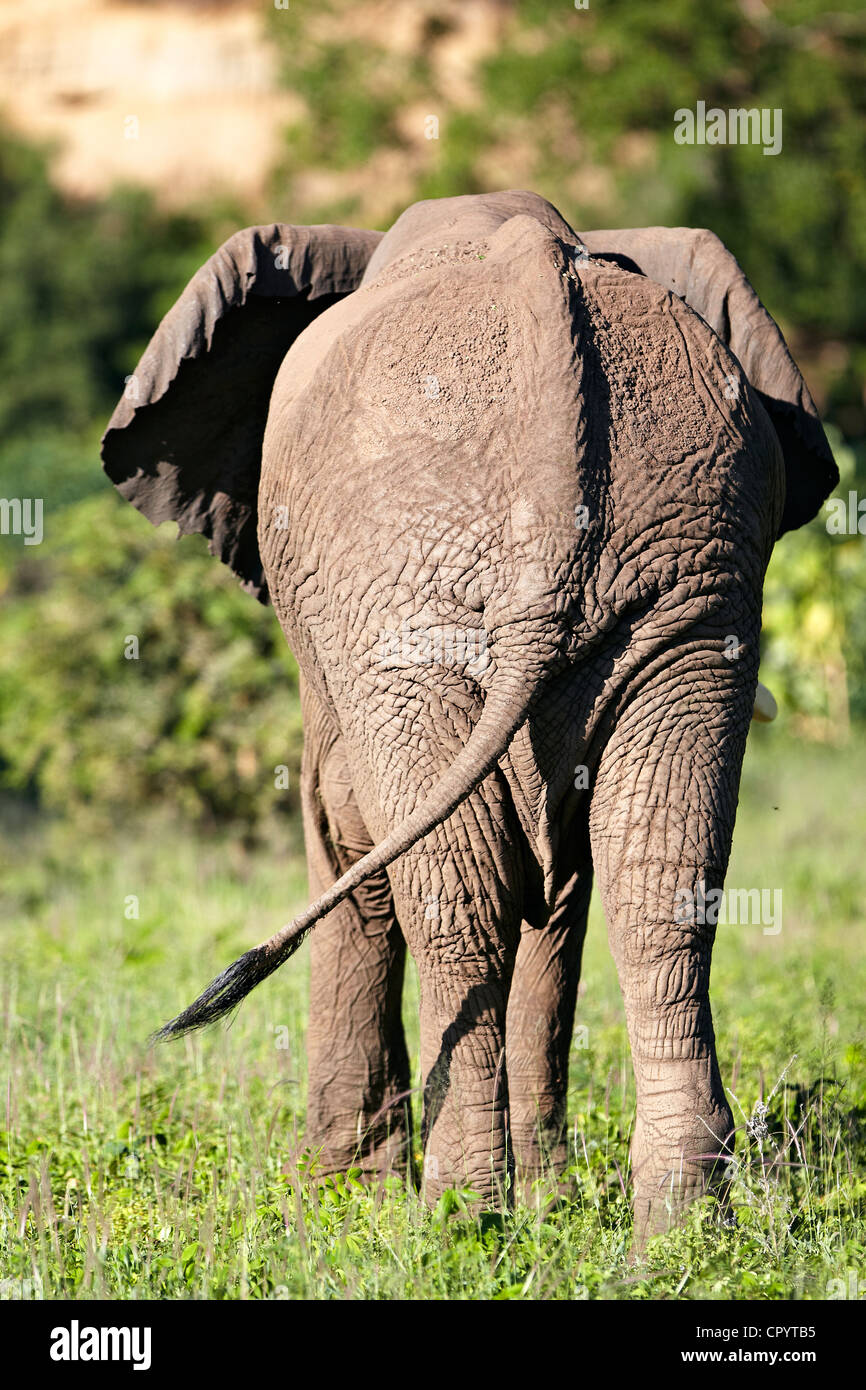 African Bush Elephant (Loxodonta africana), rear view, Lake Manyara National Park, Tanzania, Africa Stock Photo