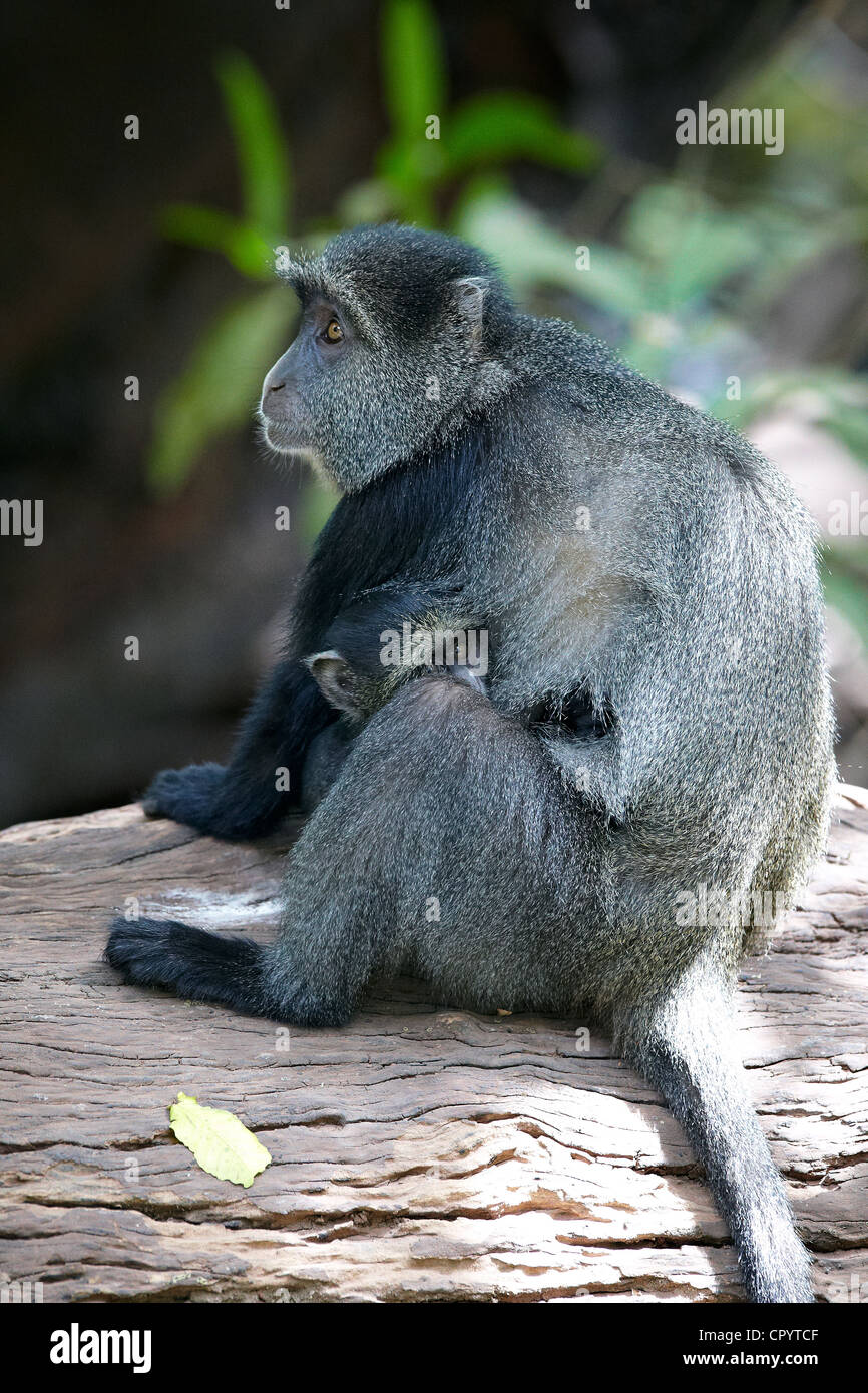 Blue Monkey or Diademed Monkey (Cercopithecus mitis), Lake Manyara National Park, Tanzania, Africa Stock Photo