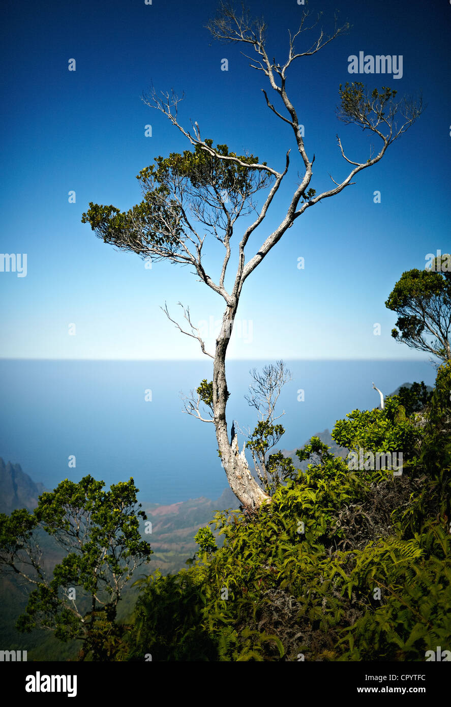 Tree, Koke'e State Park, Kauai, Hawaii, USA Stock Photo Alamy