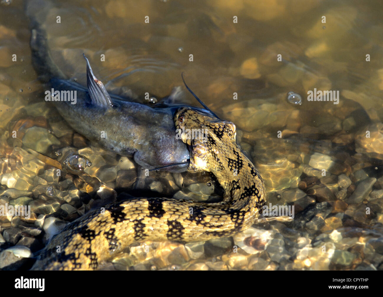 United States, Louisiana, animal life in the bayous Stock Photo