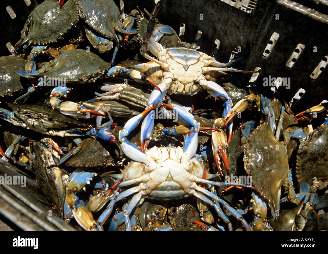United States, Louisiana, blue crabs from the bayous Stock Photo Alamy