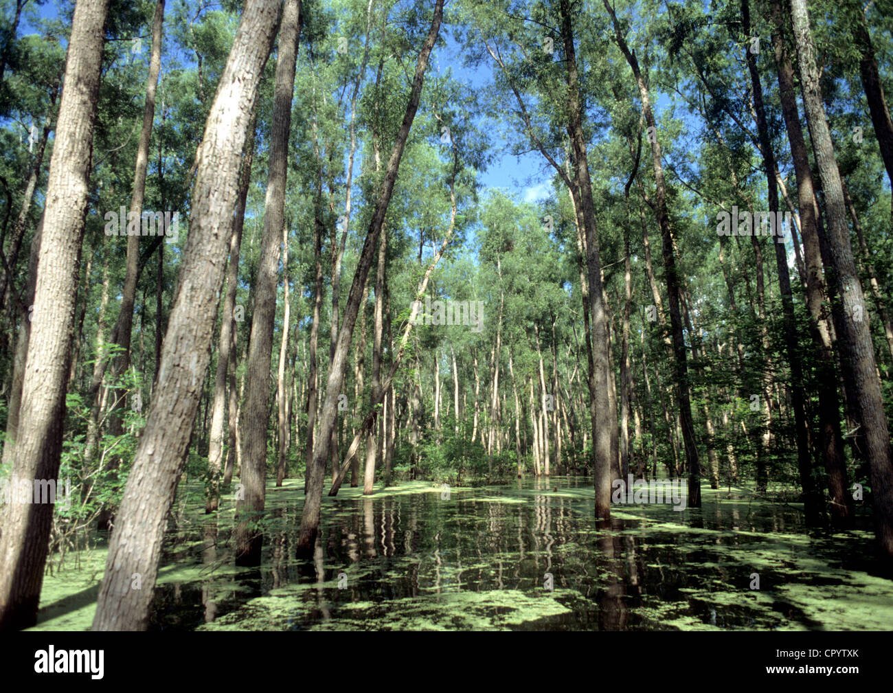 United States, Louisiana, Atchafalaya Basin, bayous Stock Photo