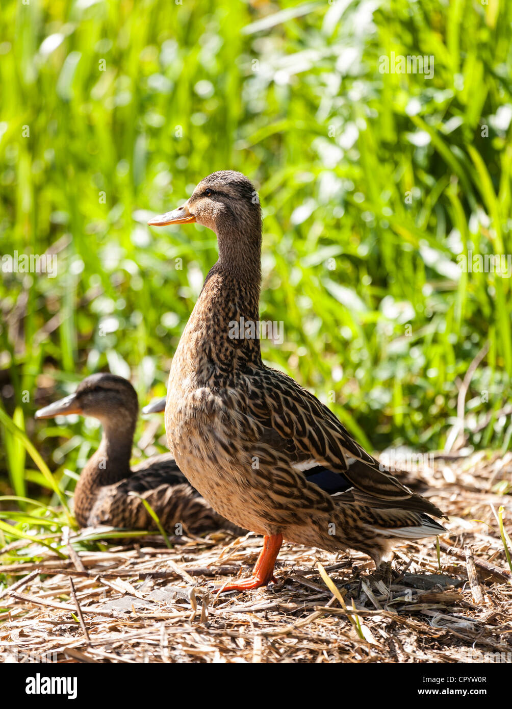 Female mallard duck with one of her young, Britain. Stock Photo