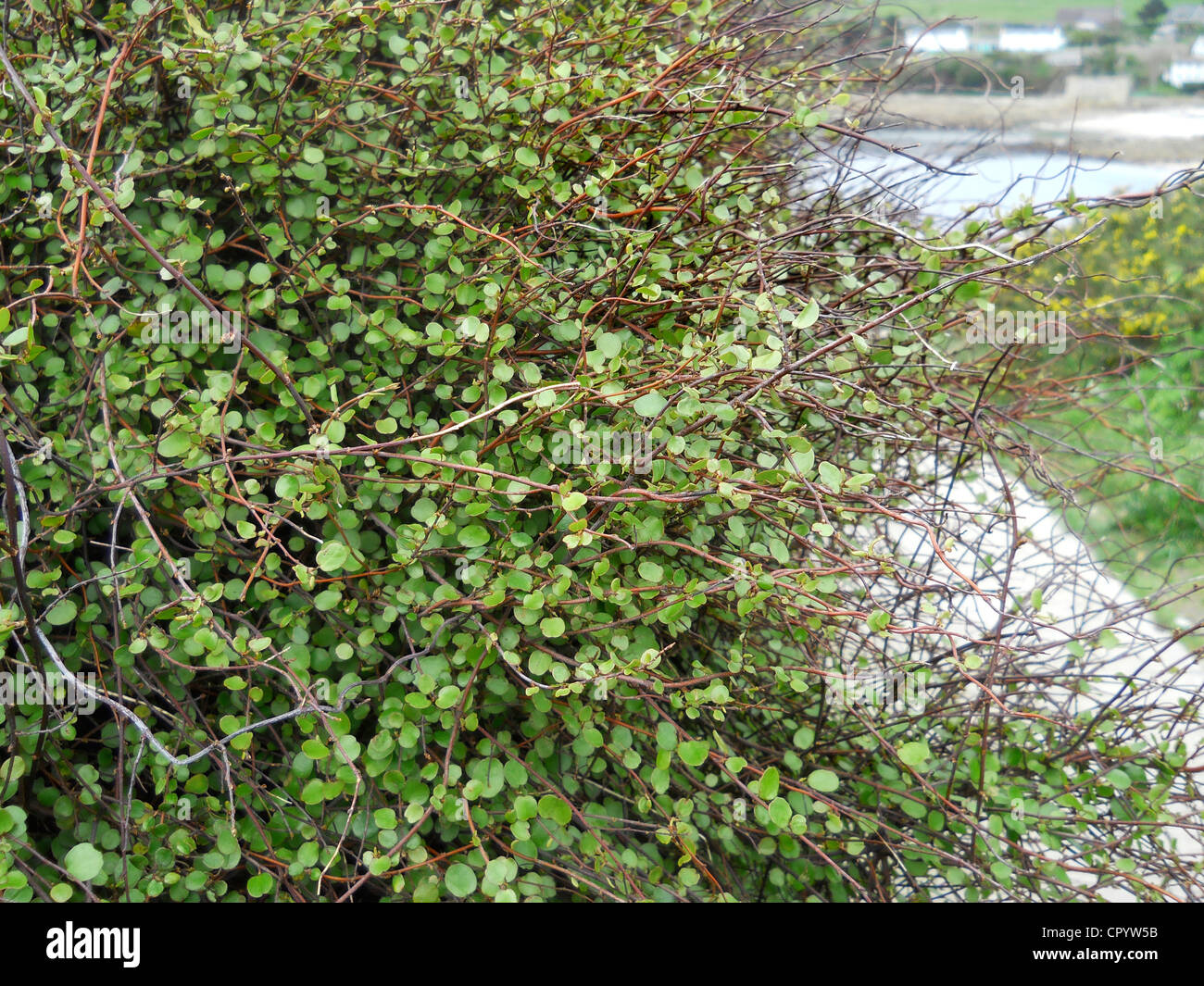 Wire Plant MUEHLENBECKIA COMPLEXA Stock Photo Alamy