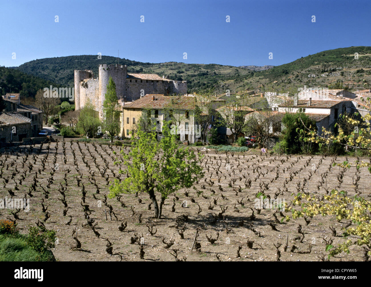 France, Aude, Durban Corbieres, vineyards in the Corbieres area Stock