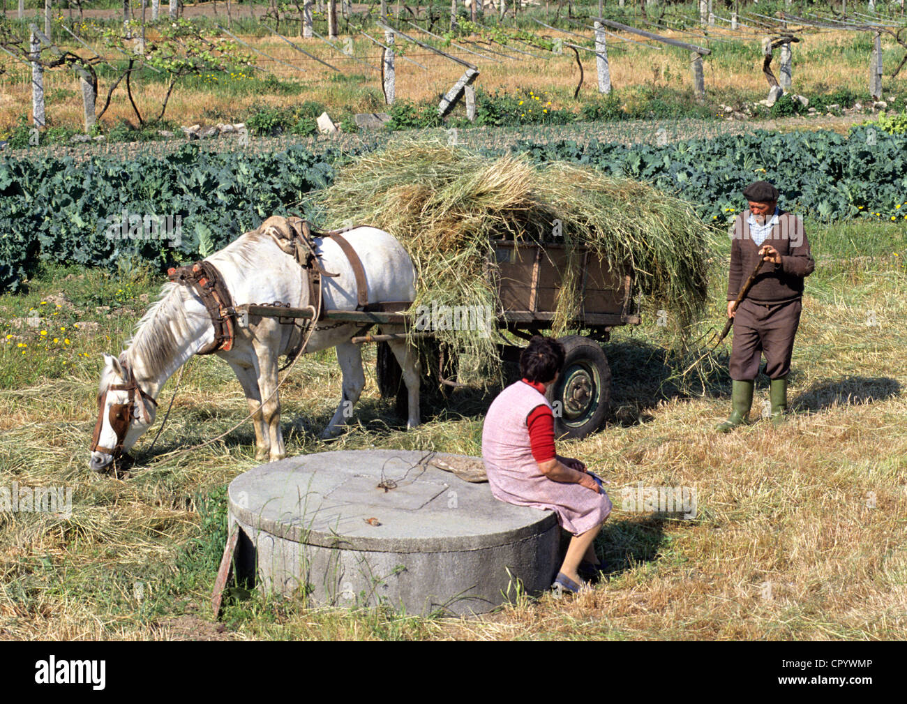 Spain, Galicia, making hay nearby Chimpara Stock Photo