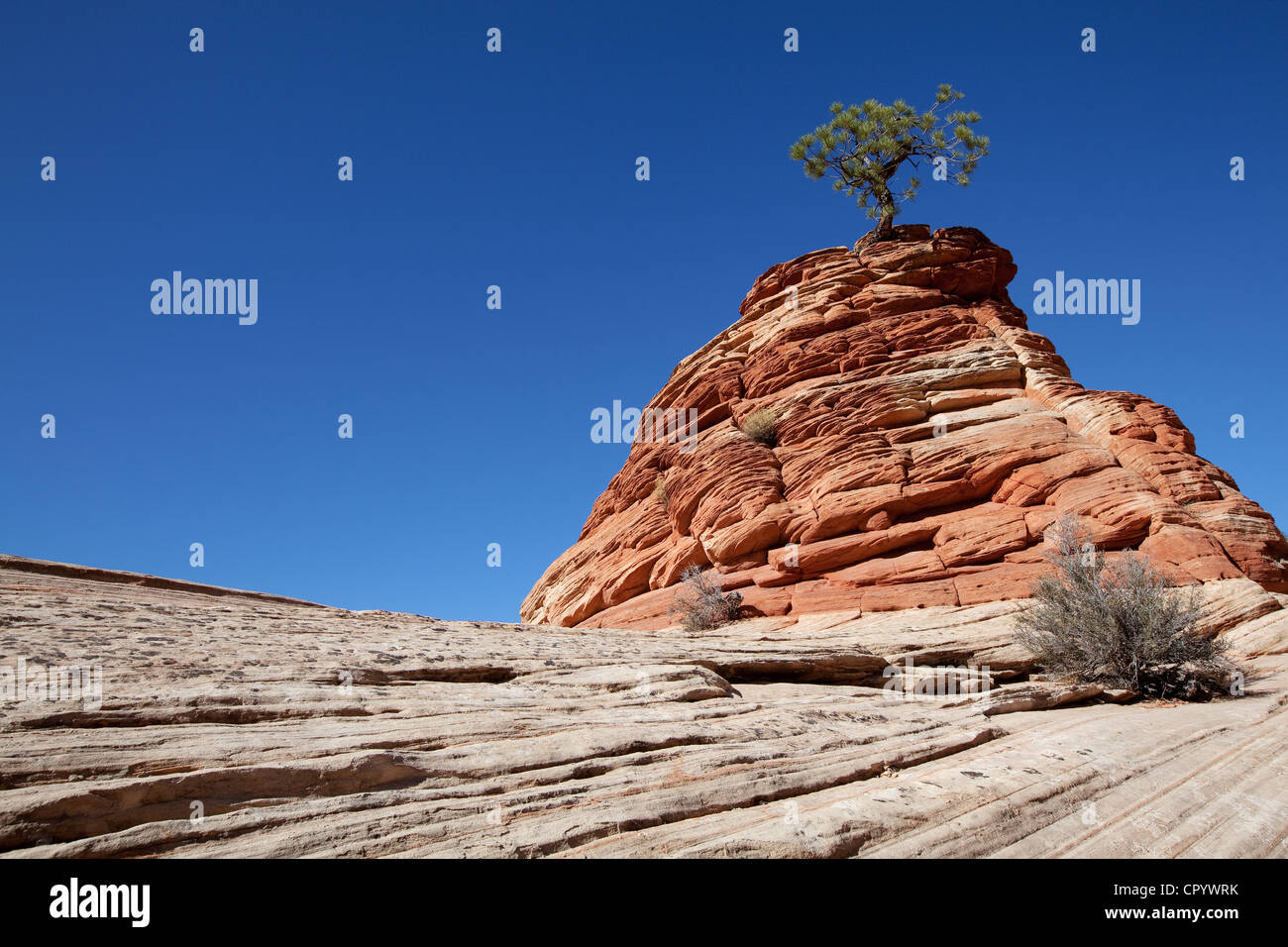 Lone Pine, pine on sandstone hill, Zion Plateau, Zion National Park, Utah, USA, America Stock Photo