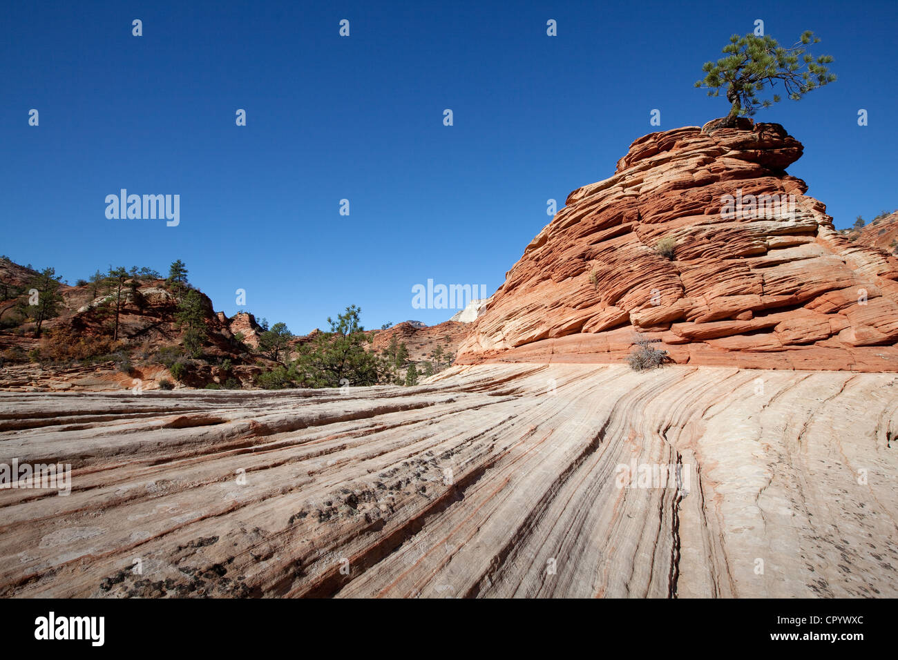 Lone Pine, pine on sandstone hill, Zion Plateau, Zion National Park, Utah, USA, America Stock Photo