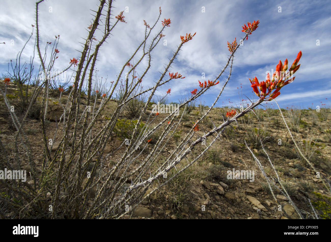 Ocotillo, (Fouquieria splendens), Quebradas Backcountry Byway, Socorro