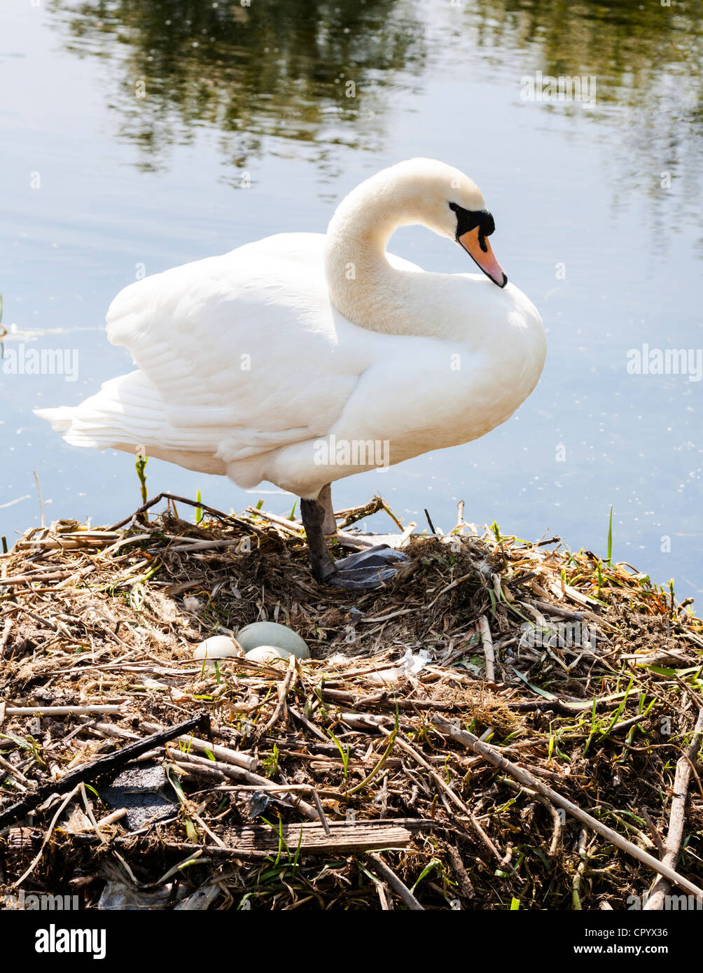 A Mute Swan standing on its nest containing eggs, Britain. Stock Photo