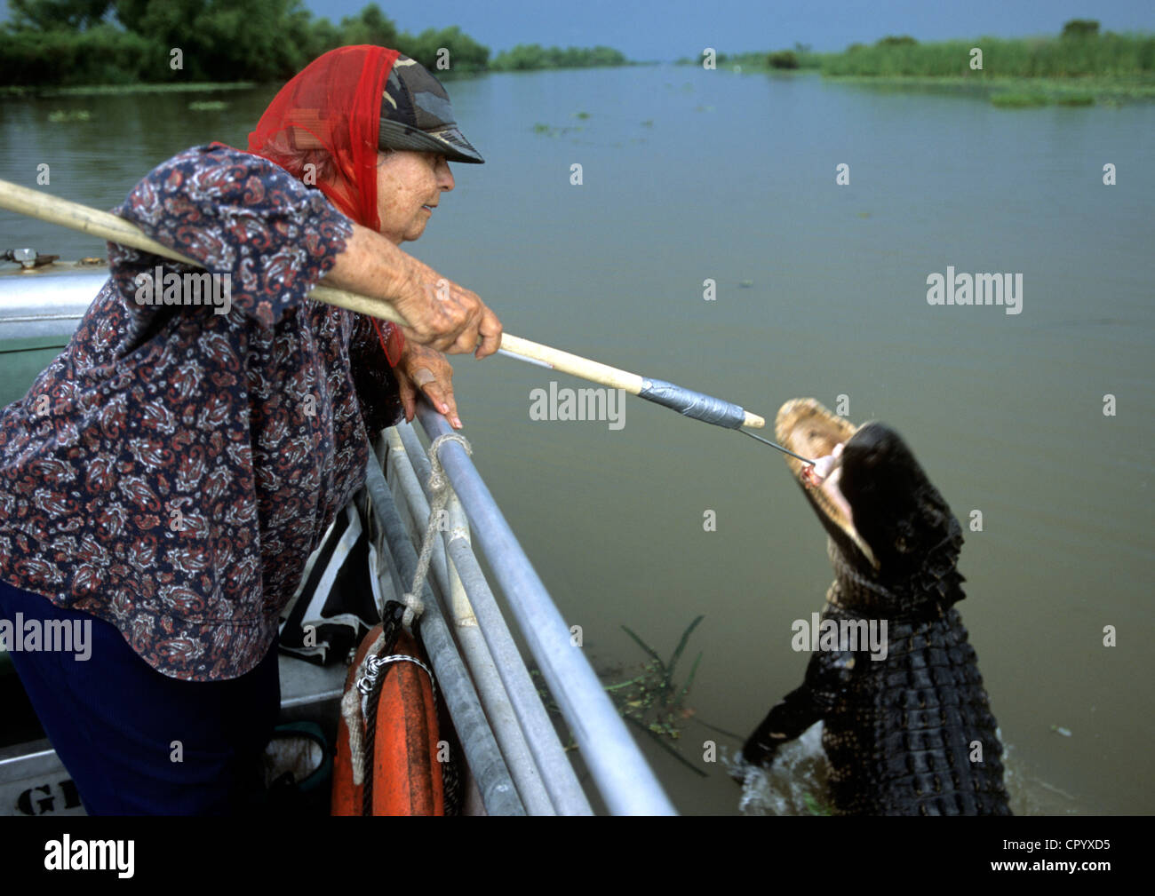 United States, Louisiana, Bayou Black, Annie Miller, 88 years old, catching a baby alligator Stock Photo