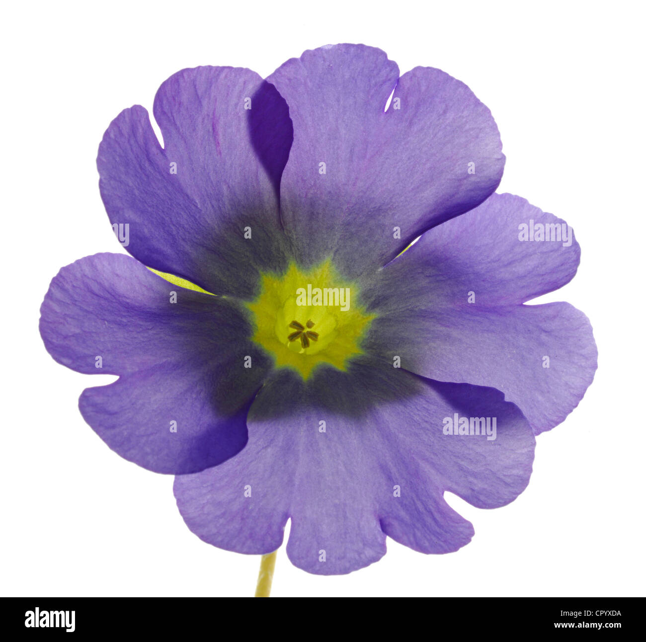 Flowering German Primrose (Primula obconica) Stock Photo