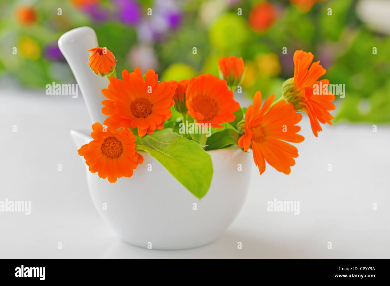 Calendula flowers and mortar Stock Photo