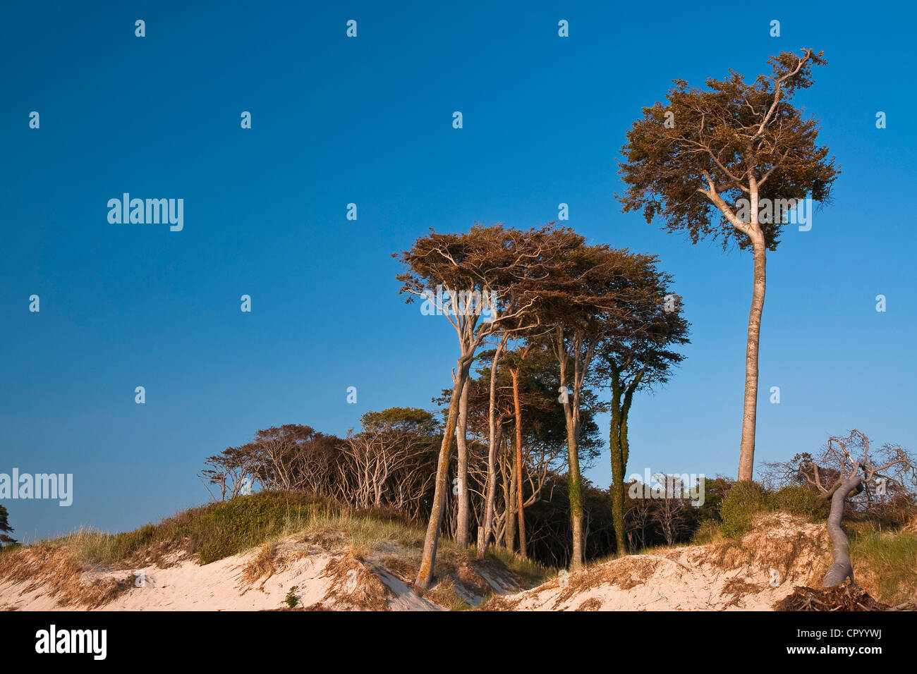 Dune forest, West Beach, Darss, Western Pomerania Lagoon Area National ...