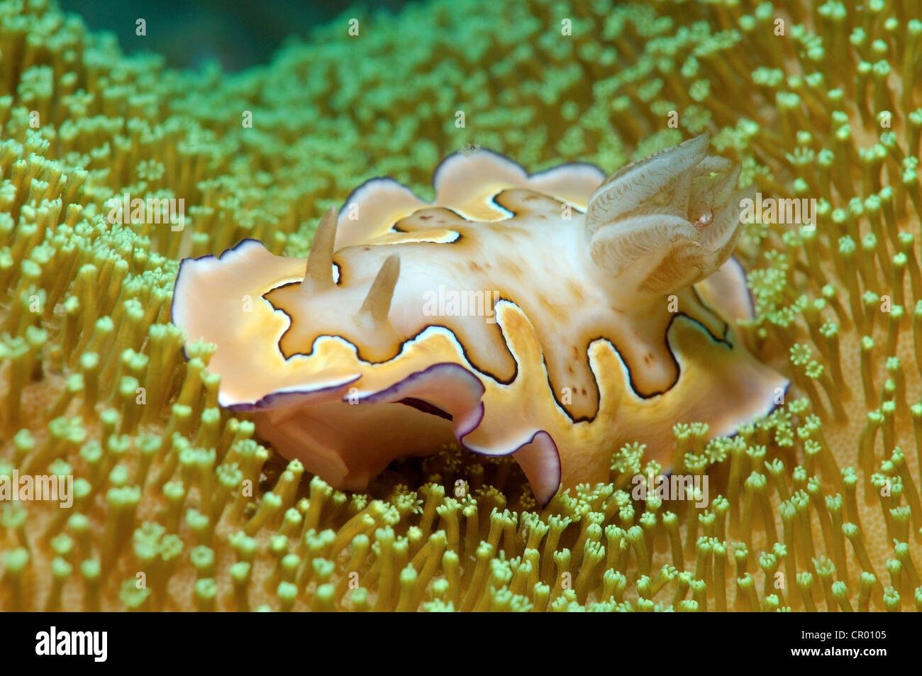 Chromodoris coi, sea slug, Redang Island, Malaysia, Southeast Asia Stock Photo