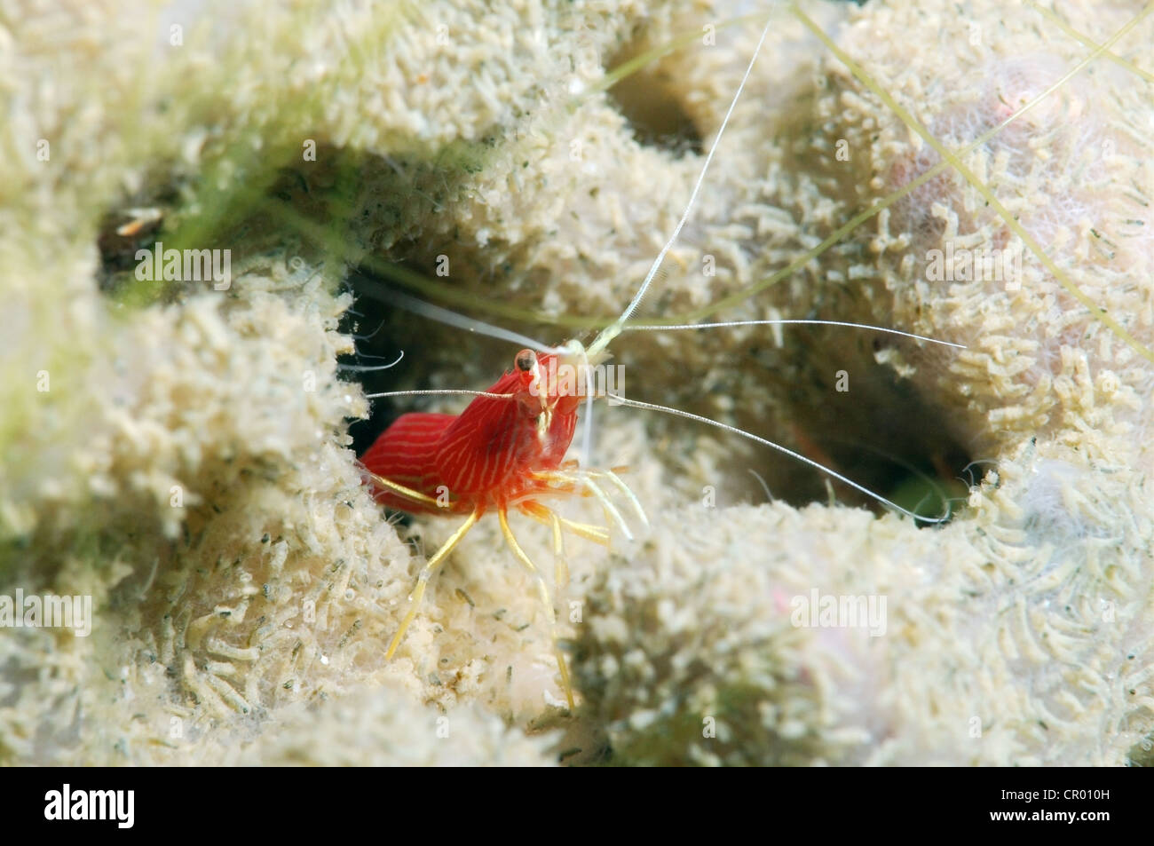 Fire shrimp, Blood shrimp or Scarlet cleaner shrimp (Lysmata debelius), Redang Island, Malaysia, Southeast Asia Stock Photo
