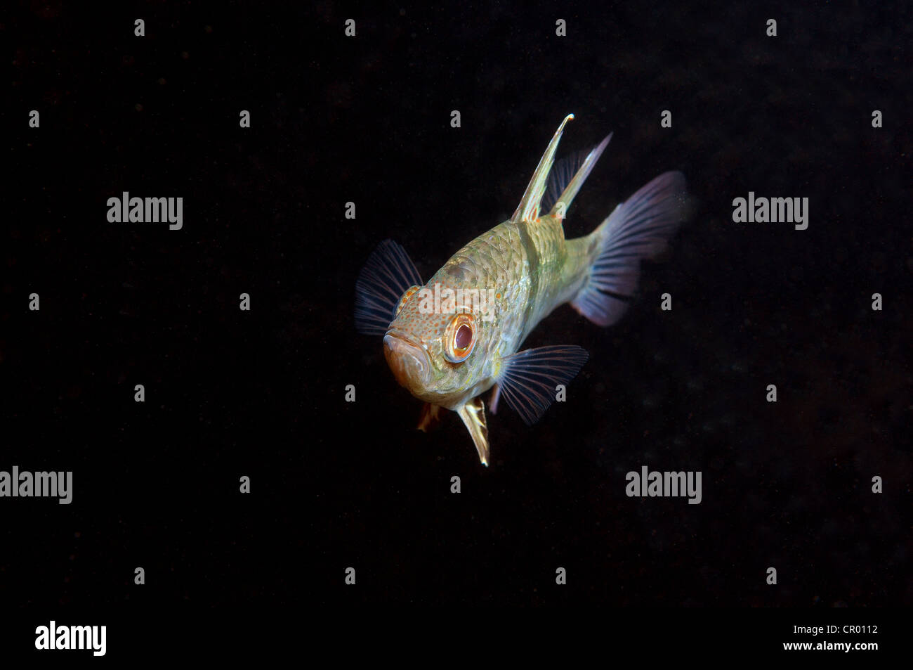 Orbiculate Cardinalfish (Sphaeramia orbicularis), Redang Island, Malaysia, Southeast Asia Stock Photo