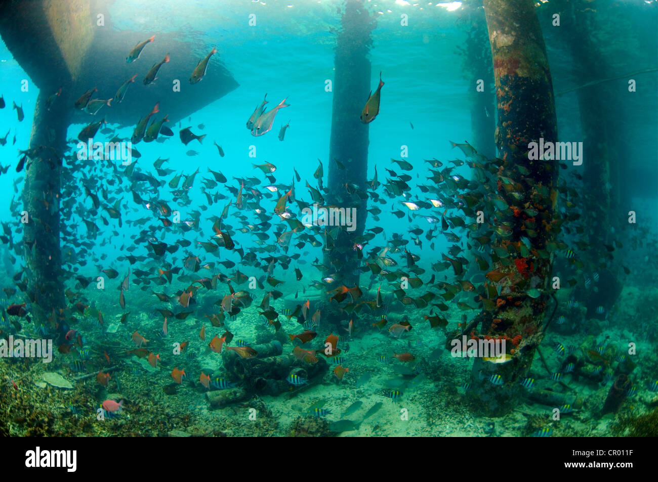 School of tropical fishes, Redang Island, Malaysia, Southeast Asia Stock Photo