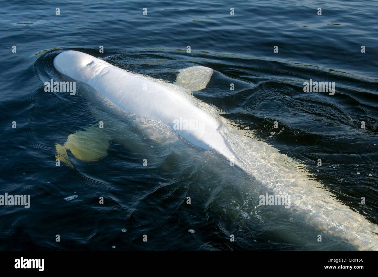 Beluga whale (Delphinapterus leucas), Kareliya, Russia, White Sea, Arctic Stock Photo