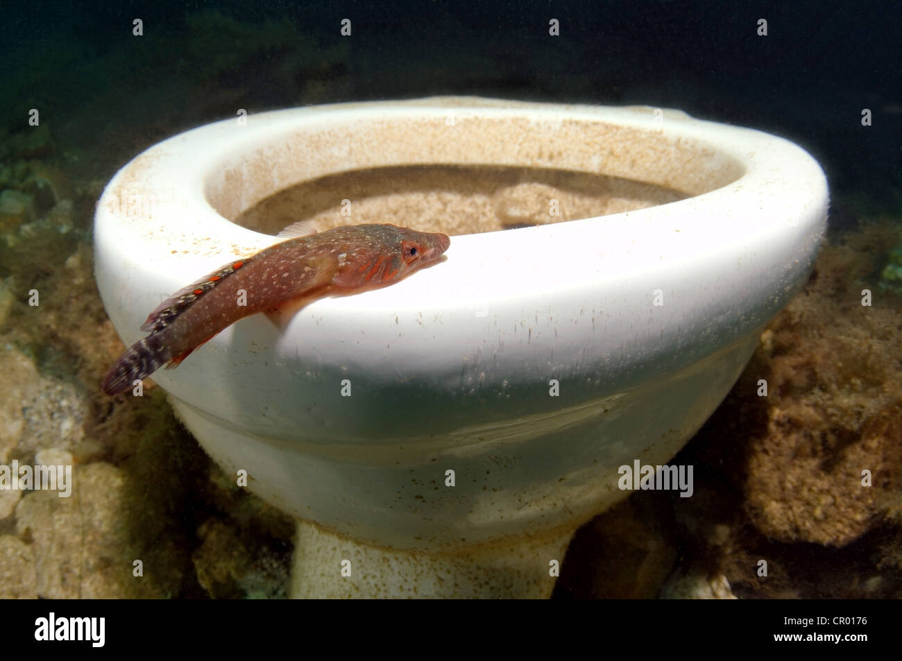 Shore clingfish (Lepadogaster lepadogaster) at an underwater toilet, Black Sea, Crimea, Ukraine, Eastern Europe Stock Photo
