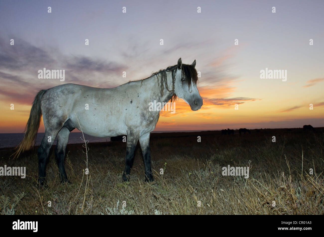 Horse in the steppe at sunset, Cape Tarhankut, Tarhan Qut, Crimea, Ukraine, Eastern Europe Stock Photo