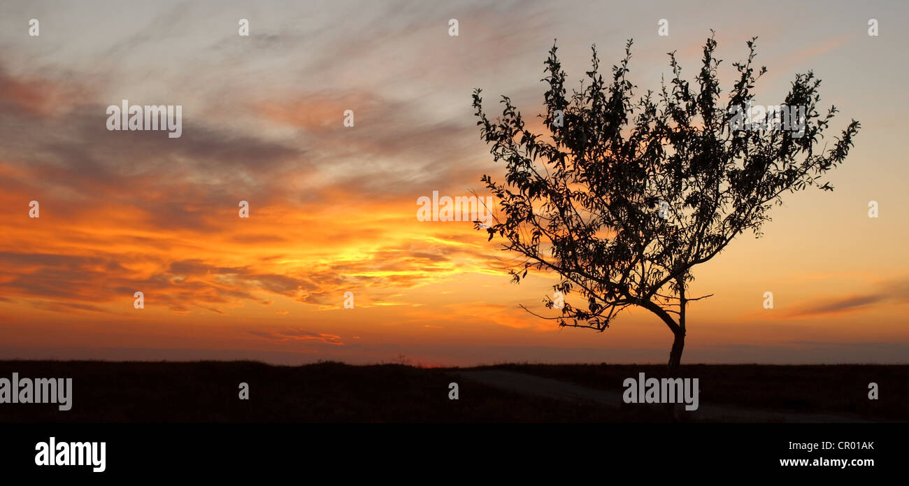 Tree against sunset, Cape Tarhankut, Tarhan Qut, Crimea, Ukraine, Eastern Europe Stock Photo