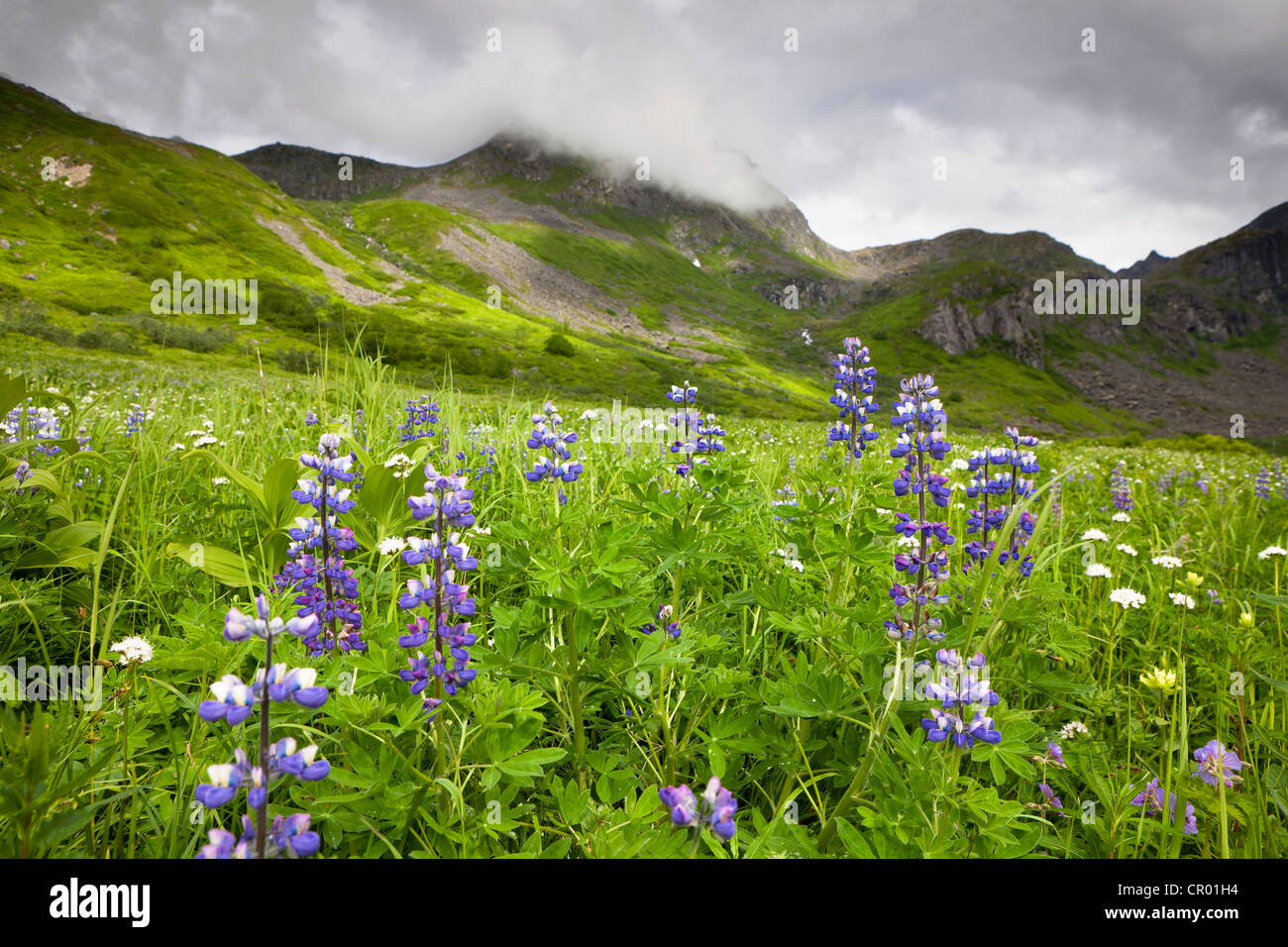 American wildflower hi-res stock photography and images - Alamy