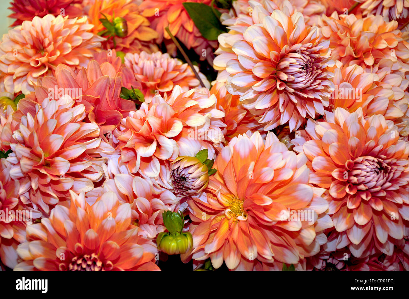 bouquet-of-orange-dahlias-stock-photo-alamy