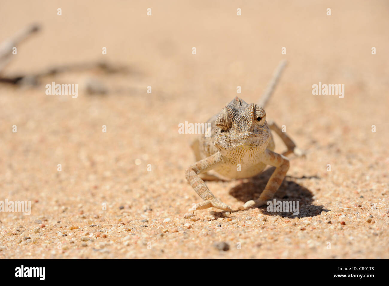 namaqua chameleon (chamaeleo namaquensis), namib-desert, namibia Stock Photo