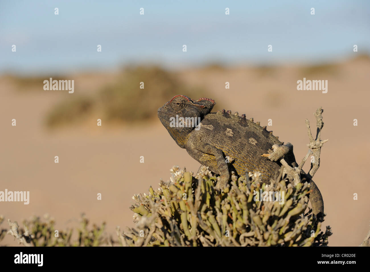 namaqua chameleon (chamaeleo namaquensis), namib-desert, namibia Stock Photo